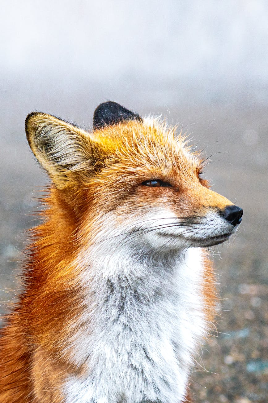 are foxes smarter than dogs